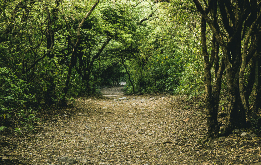 Camino atravesando un bosque verde muy frondoso